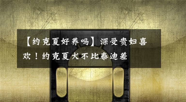 【约克夏好养吗】深受贵妇喜欢！约克夏犬不比泰迪差