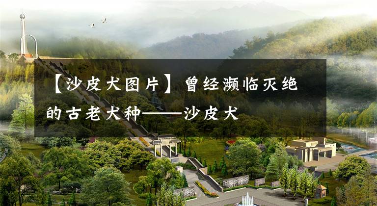 【沙皮犬图片】曾经濒临灭绝的古老犬种——沙皮犬