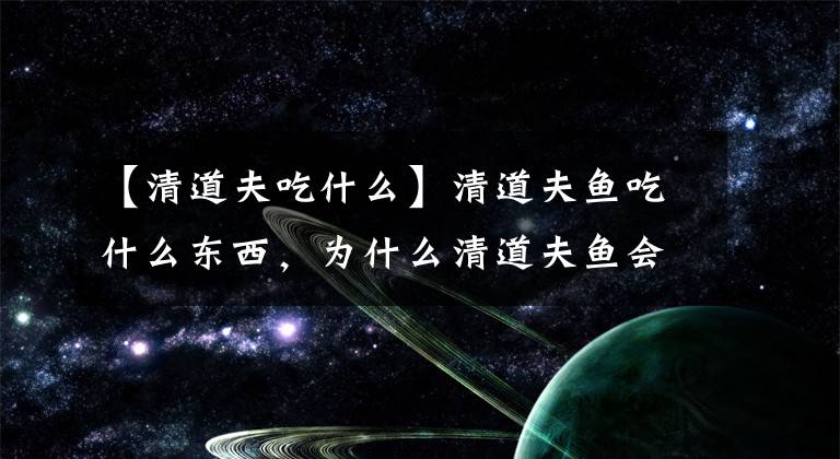 【清道夫吃什么】清道夫鱼吃什么东西，为什么清道夫鱼会被饿死