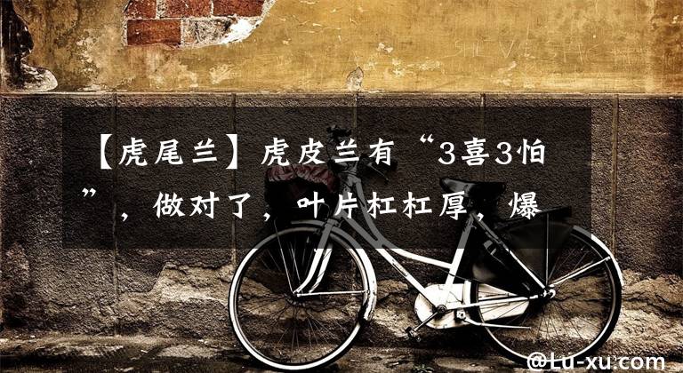 【虎尾兰】虎皮兰有“3喜3怕”，做对了，叶片杠杠厚，爆满小崽子，真好看