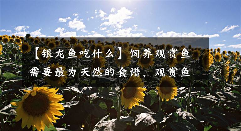 【银龙鱼吃什么】饲养观赏鱼需要最为天然的食谱，观赏鱼的健康问题，全在于投喂