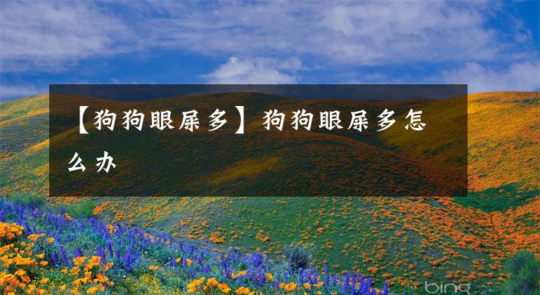 【狗狗眼屎多】狗狗眼屎多怎么办