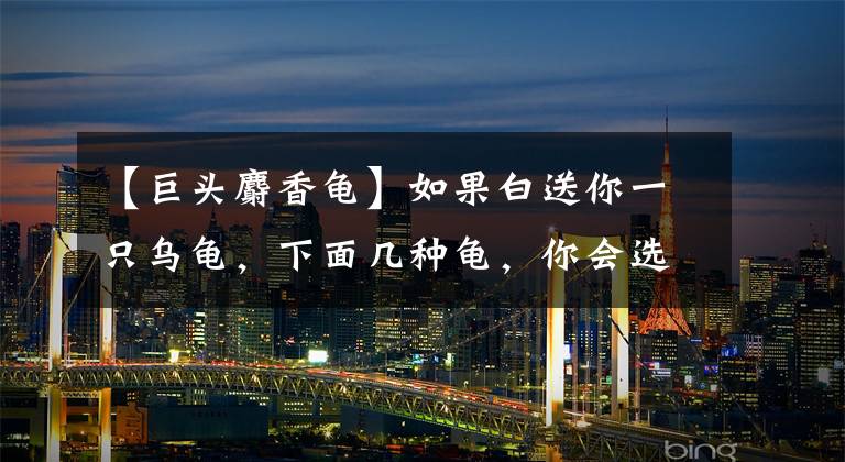 【巨头麝香龟】如果白送你一只乌龟，下面几种龟，你会选哪一种？「龟谷鳖老」