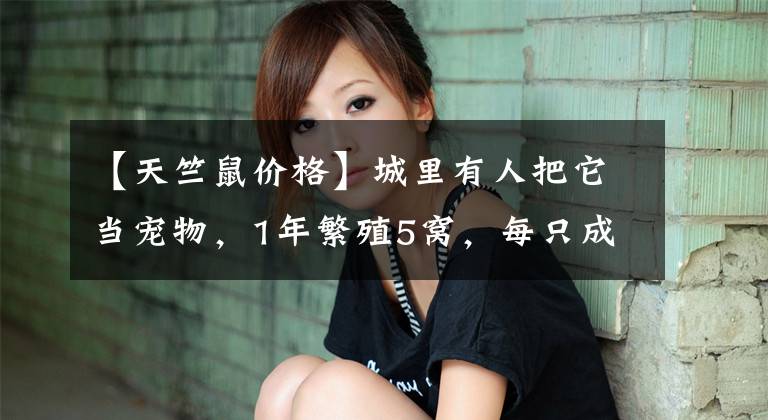 【天竺鼠价格】城里有人把它当宠物,1年繁殖5窝,每只成本不到5元,25元1斤不愁