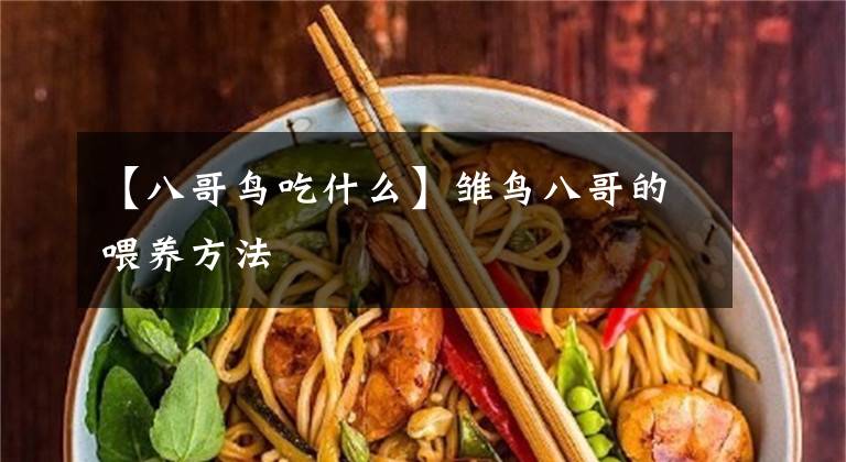 【八哥鸟吃什么】雏鸟八哥的喂养方法