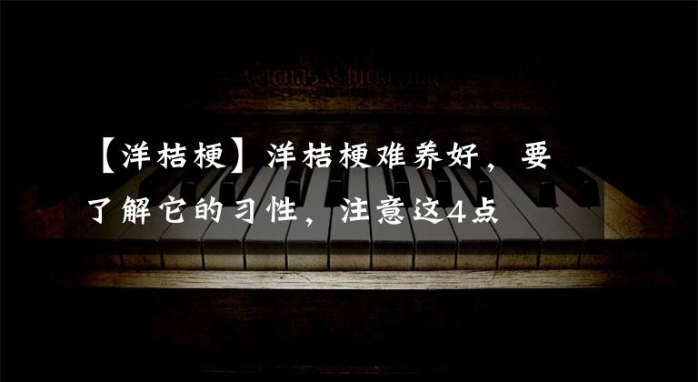【洋桔梗】洋桔梗难养好,要了解它的习性,注意这4点