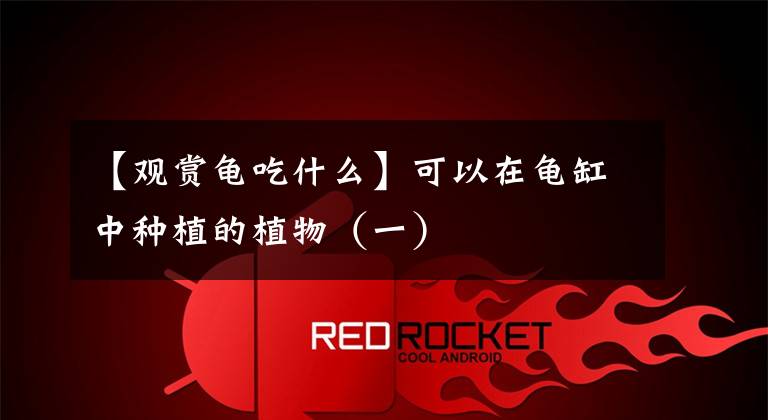 【观赏龟吃什么】可以在龟缸中种植的植物(一)