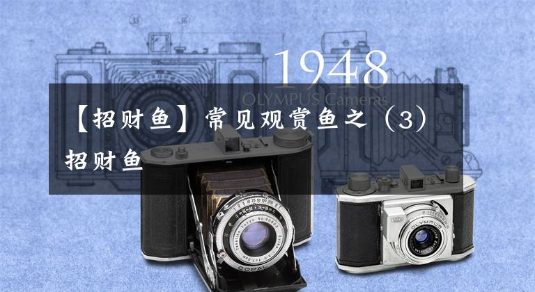 【招财鱼】常见观赏鱼之（3）招财鱼