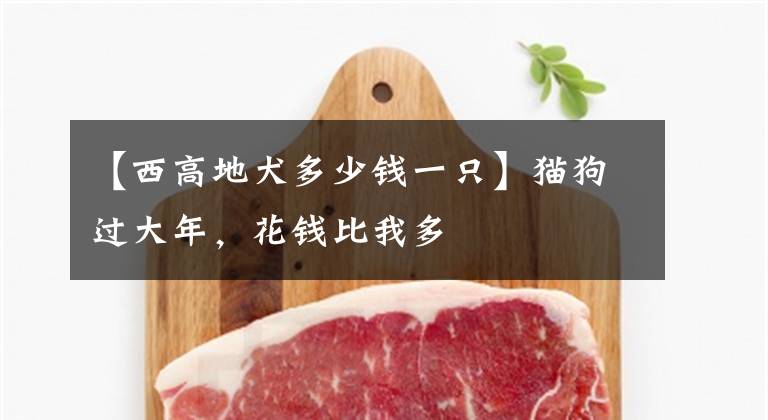 【西高地犬多少钱一只】猫狗过大年，花钱比我多