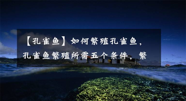 【孔雀鱼】如何繁殖孔雀鱼,孔雀鱼繁殖所需五个条件,繁殖孔雀鱼很简单