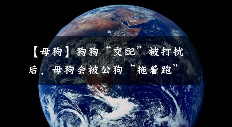 【母狗】狗狗“交配”被打扰后，母狗会被公狗“拖着跑”