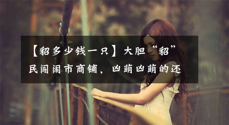 【貂多少钱一只】大胆“貂”民闯闹市商铺，凶萌凶萌的还抓破了辅警的手