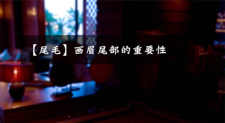 【尾毛】画眉尾部的重要性