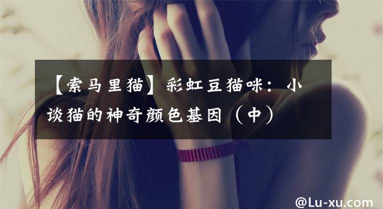 【索马里猫】彩虹豆猫咪:小谈猫的神奇颜色基因(中)