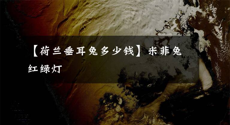 【荷兰垂耳兔多少钱】米菲兔红绿灯