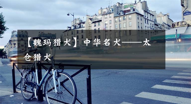 【魏玛猎犬】中华名犬——太仓猎犬