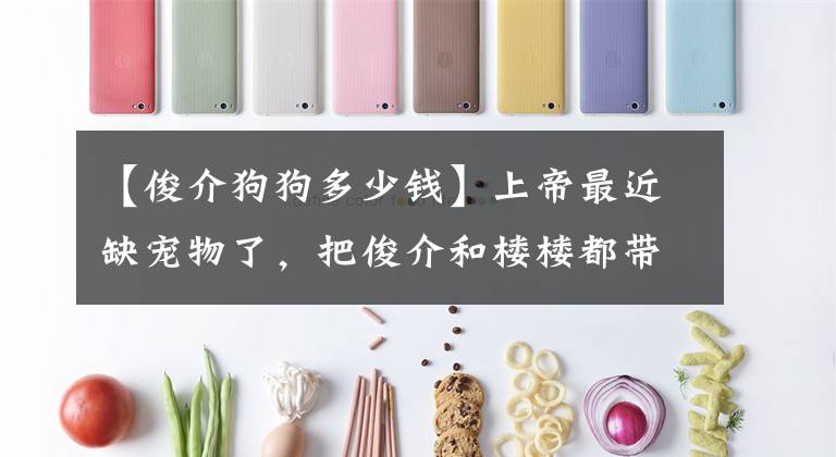 【俊介狗狗多少钱】上帝最近缺宠物了，把俊介和楼楼都带走了……