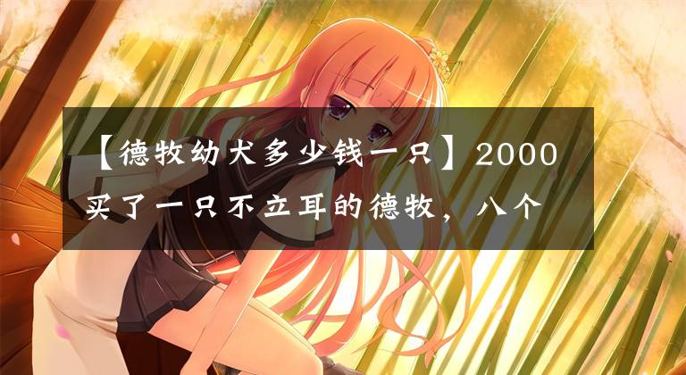 【德牧幼犬多少钱一只】2000买了一只不立耳的德牧，八个月了还能立起来吗？不知道值不值