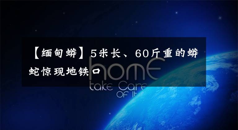【缅甸蟒】5米长、60斤重的蟒蛇惊现地铁口