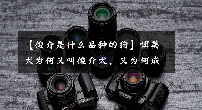 【俊介是什么品种的狗】博美犬为何又叫俊介犬，又为何成为偶像犬