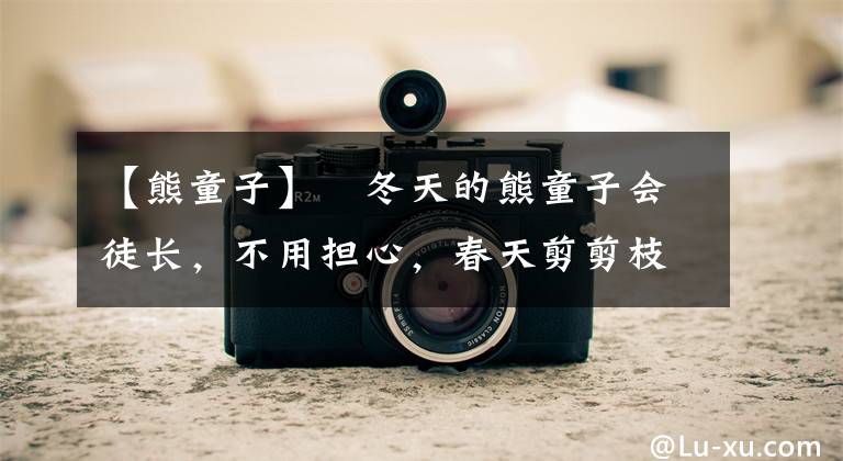 【熊童子】​冬天的熊童子会徒长，不用担心，春天剪剪枝，又能长成大胖熊