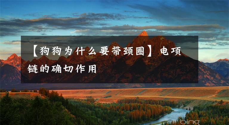 【狗狗为什么要带颈圈】电项链的确切作用