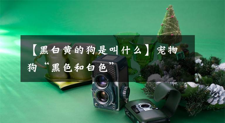 【黑白黄的狗是叫什么】宠物狗“黑色和白色”