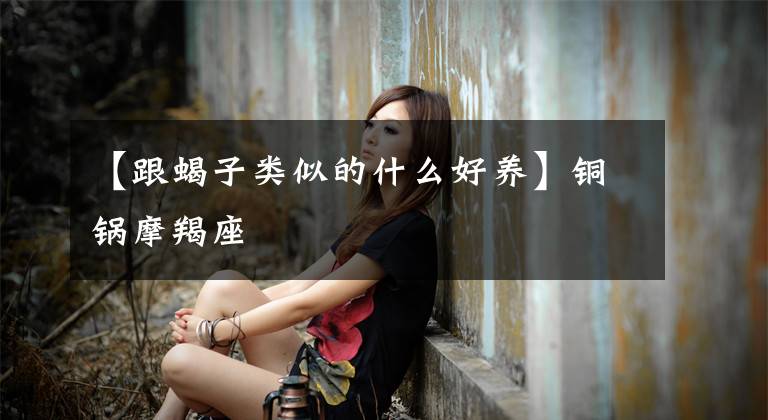 【跟蝎子类似的什么好养】铜锅摩羯座