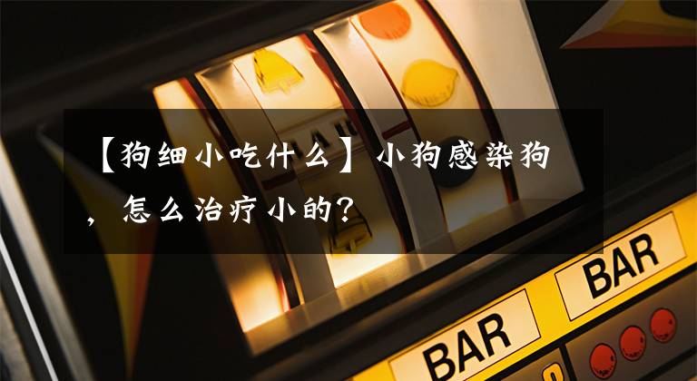 【狗细小吃什么】小狗感染狗，怎么治疗小的？