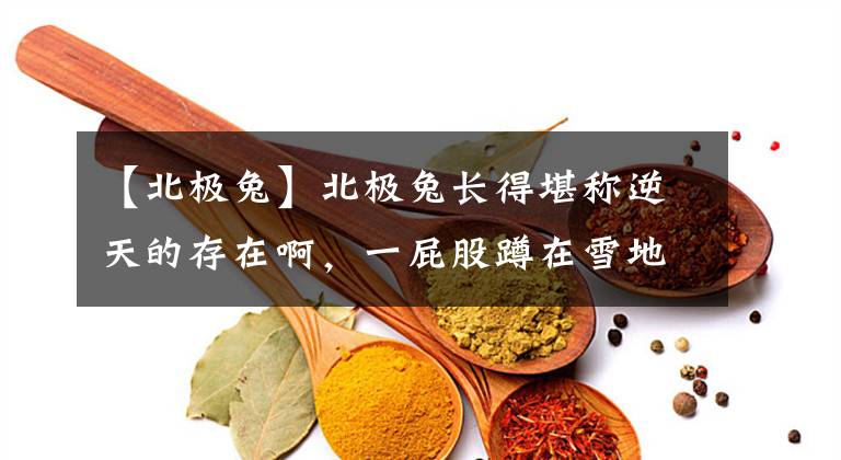 【北极兔】北极兔长得堪称逆天的存在啊，一屁股蹲在雪地里瞬间找不到！