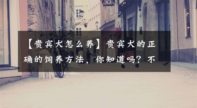 【贵宾犬怎么养】贵宾犬的正确的饲养方法,你知道吗?不看别后悔啊!