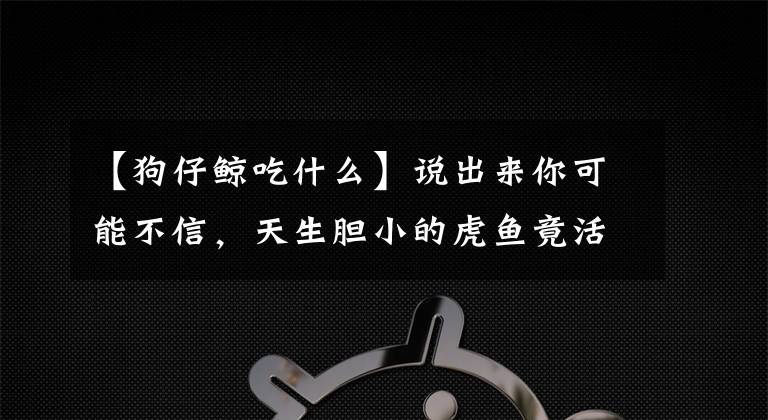 【狗仔鲸吃什么】说出来你可能不信，天生胆小的虎鱼竟活吞了同缸的巴西亚和飞凤