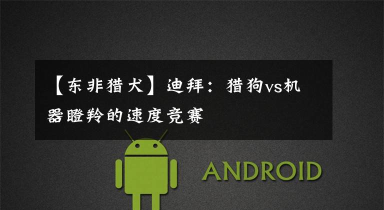 【东非猎犬】迪拜：猎狗vs机器瞪羚的速度竞赛