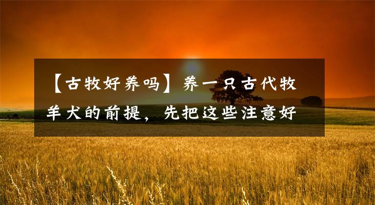 【古牧好养吗】养一只古代牧羊犬的前提，先把这些注意好