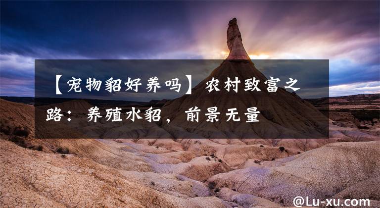 【宠物貂好养吗】农村致富之路：养殖水貂，前景无量