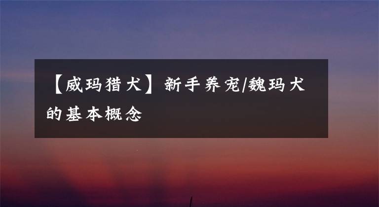 【威玛猎犬】新手养宠/魏玛犬的基本概念