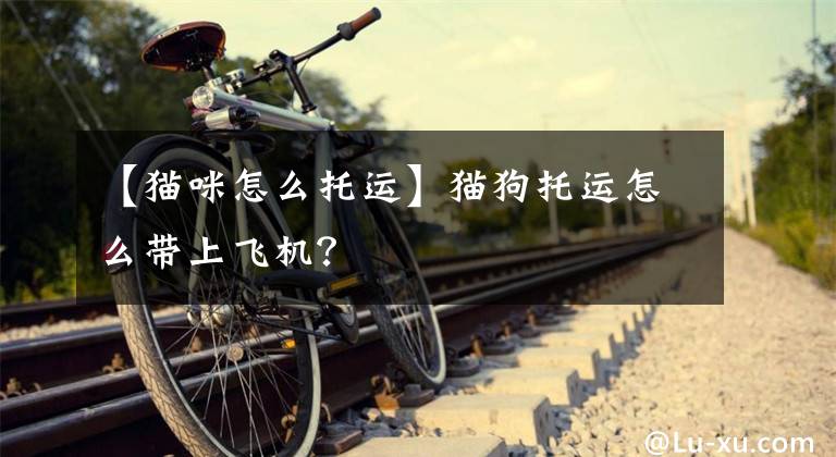 【猫咪怎么托运】猫狗托运怎么带上飞机？