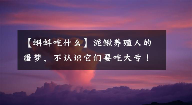 【蝌蚪吃什么】泥鳅养殖人的噩梦,不认识它们要吃大亏!