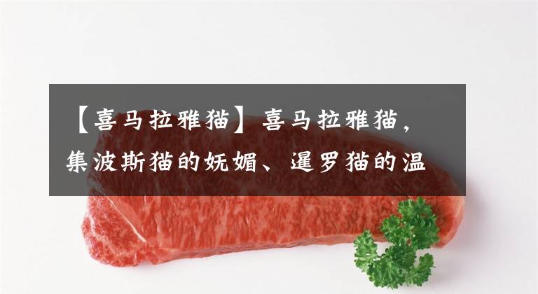 【喜马拉雅猫】喜马拉雅猫，集波斯猫的妩媚、暹罗猫的温雅于一身，你喜欢吗？