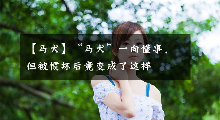 【马犬】“马犬”一向懂事，但被惯坏后竟变成了这样