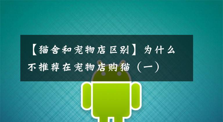 【猫舍和宠物店区别】为什么不推荐在宠物店购猫(一)