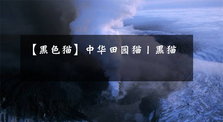 【黑色猫】中华田园猫丨黑猫