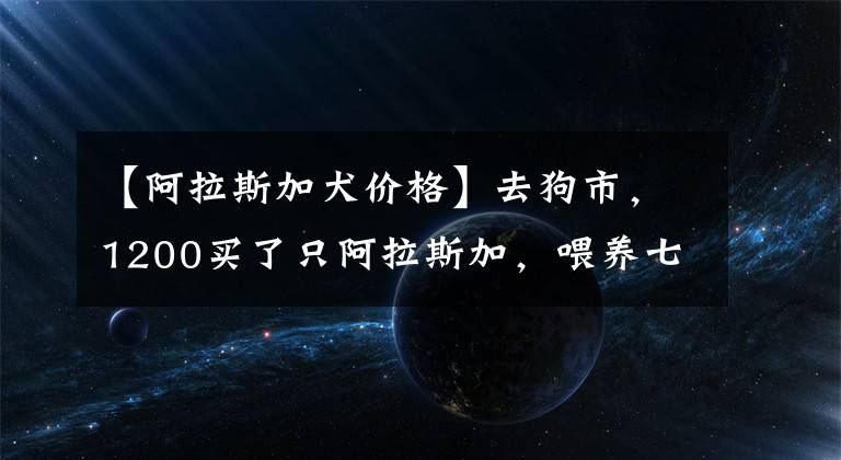 【阿拉斯加犬价格】去狗市，1200买了只阿拉斯加，喂养七个月，噩梦就开始了！