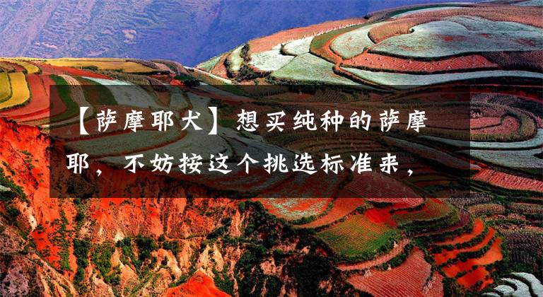 【萨摩耶犬】想买纯种的萨摩耶，不妨按这个挑选标准来，起码不会被商贩坑