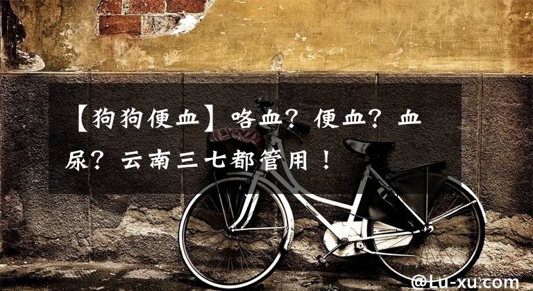 【狗狗便血】咯血？便血？血尿？云南三七都管用！