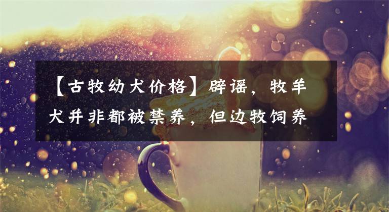 【古牧幼犬价格】辟谣,牧羊犬并非都被禁养,但边牧饲养数量减少,离不开三点原因