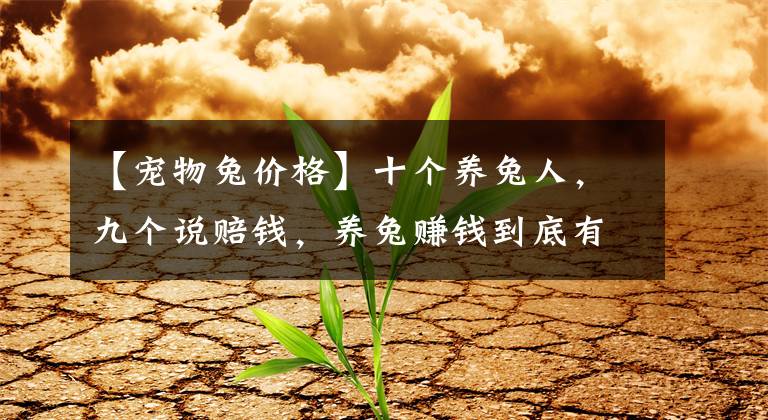 【宠物兔价格】十个养兔人,九个说赔钱,养兔赚钱到底有多难?