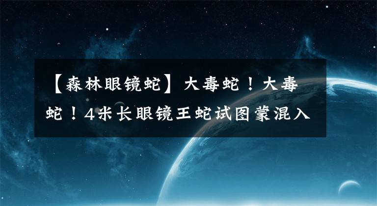 【森林眼镜蛇】大毒蛇!大毒蛇!4米长眼镜王蛇试图蒙混入境,被张家港海关活捉
