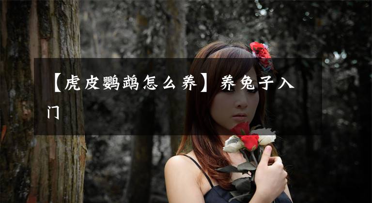 【虎皮鹦鹉怎么养】养兔子入门