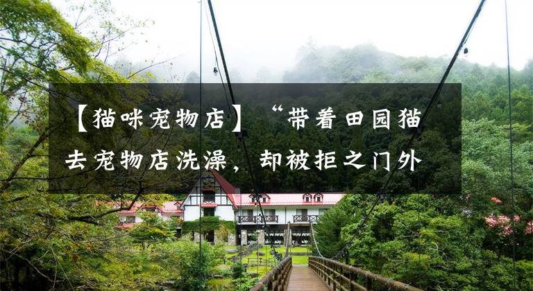 【猫咪宠物店】“带着田园猫去宠物店洗澡,却被拒之门外”:养土猫是原罪?